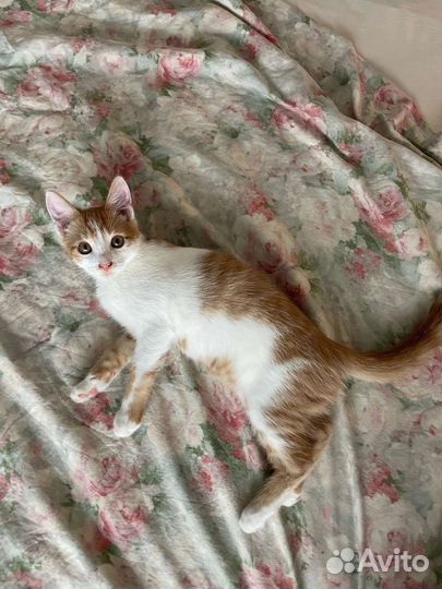 Котик 4 месяца