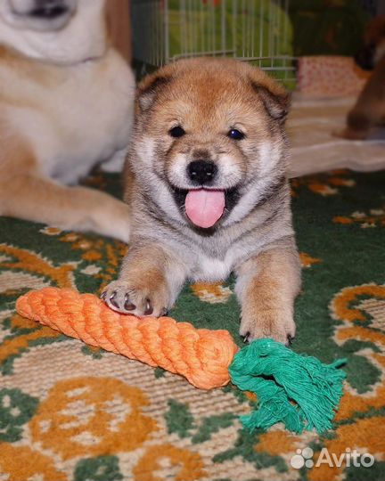 Щенки сиба ину