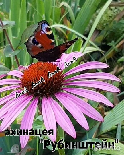 Монарда, Эхинацея, Криспа,Любисток, Пижма,Манжетка