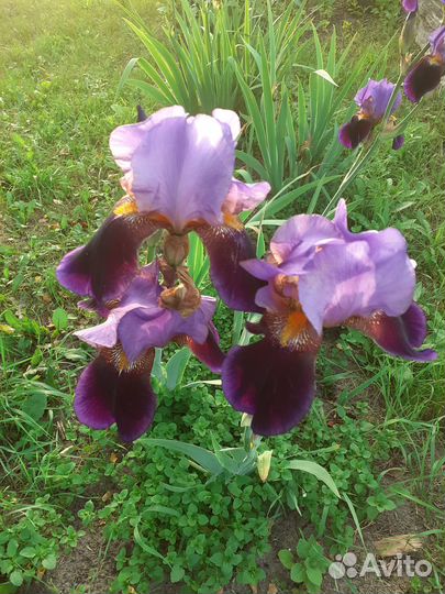 Цветы для вашего сада