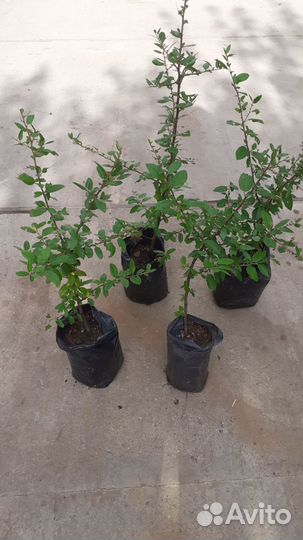 Пирроканта