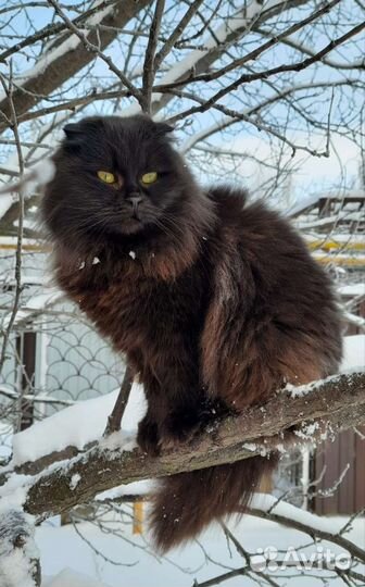 Персидская кошка