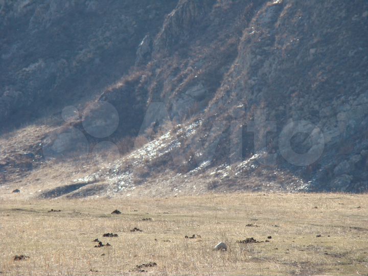 Участок 10 сот. (СНТ, ДНП)