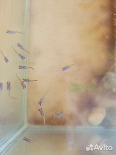 Рыбки Гуппи