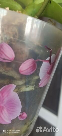 Орхидея фаленопсис Мадонна