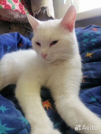 Белый кот