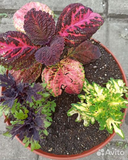 Колеусы вегетативные