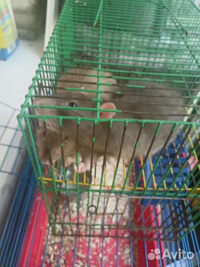 Крысы и 2 клетки
