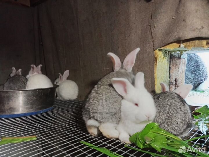 Кролики мясных пород