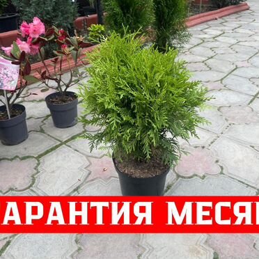 Туя с доставкой