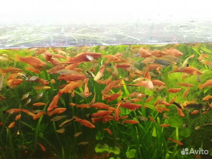 Рыбки, растения, ампулярии