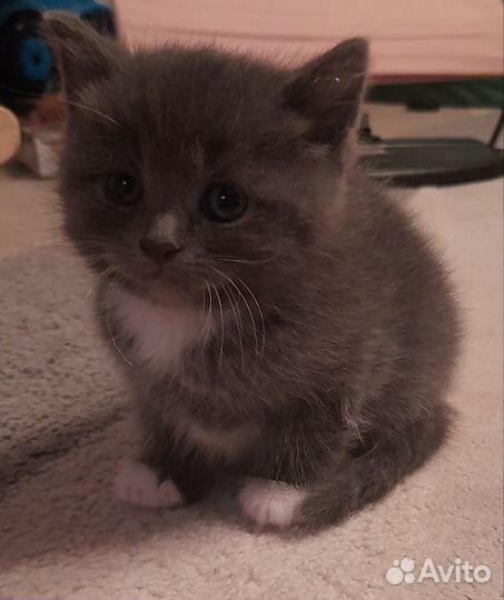 Британские котята