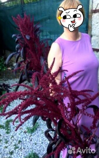 Амарант рассада