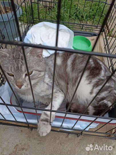 Кот- Вискас