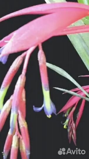 Бильбергия