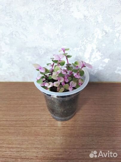 Каллизия
