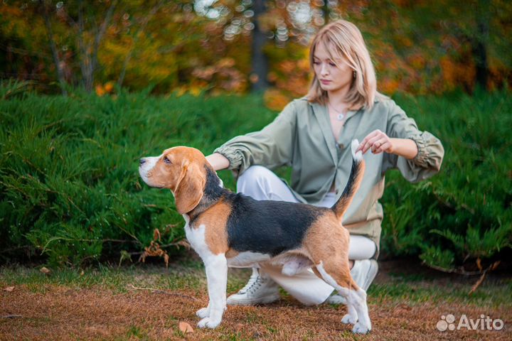 Бигль вязка