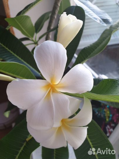 Плюмерия Франжипани