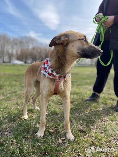 Небольшая добрая собака грустит в приюте