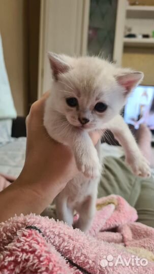 Котята в добрые