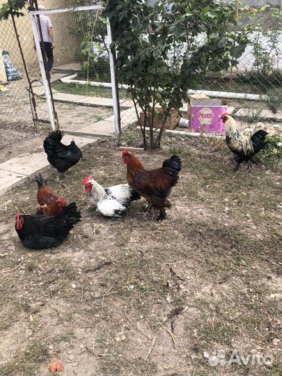 Молодые петушки