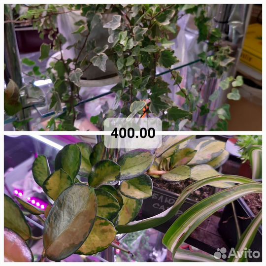 Цветы комнатные кактус суккулент