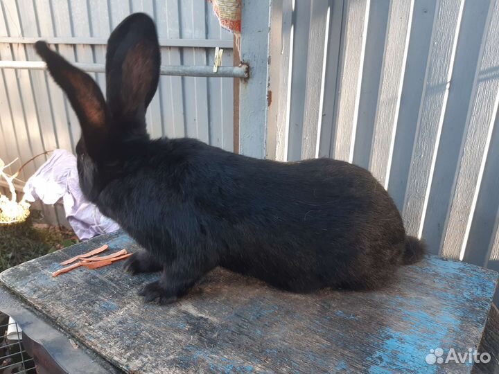 Кролики ризен фландр