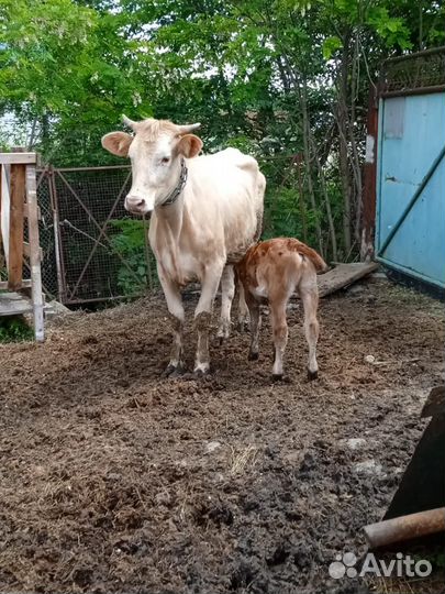 Корова дойная с теленком
