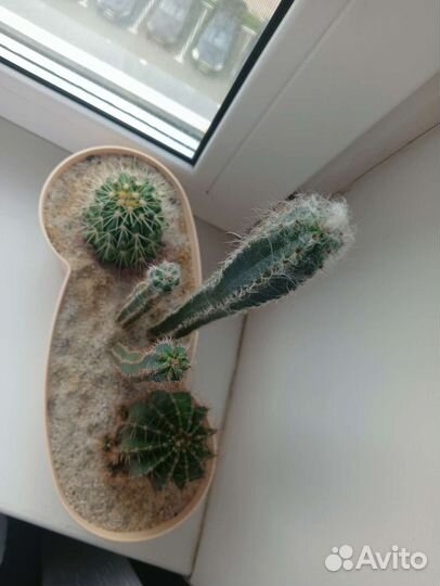 Кактусы садик