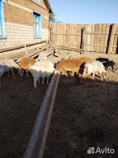 Овцы с ягнятами 11.взрослых.10.ягнят. Цена 210 тыс