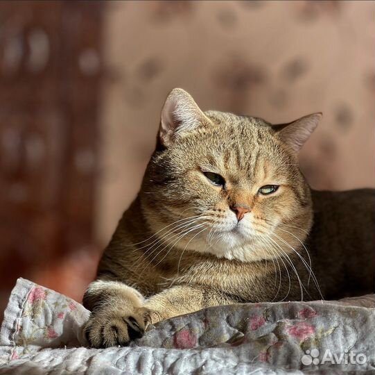 Шотландский кот вязка