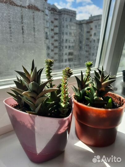 Наборы из суккулентов