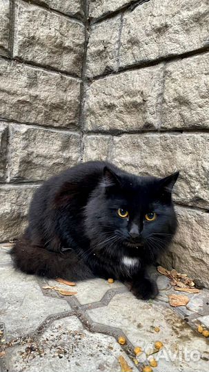 Кот в добрые руки