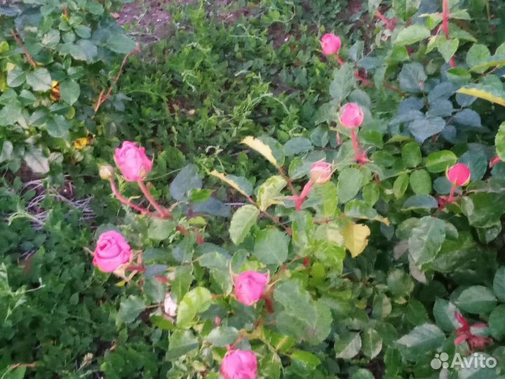 Кусты роз