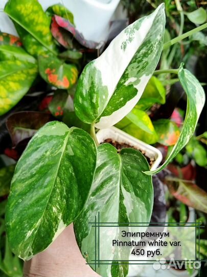 Сциндапсусы (эпипремнумы)