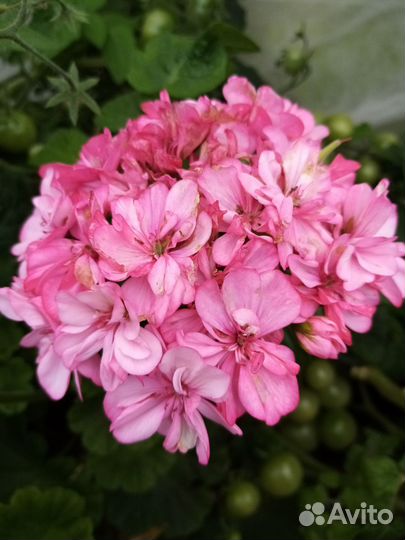 Пеларгония герань