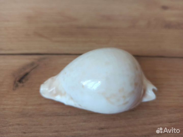 Морская раковина