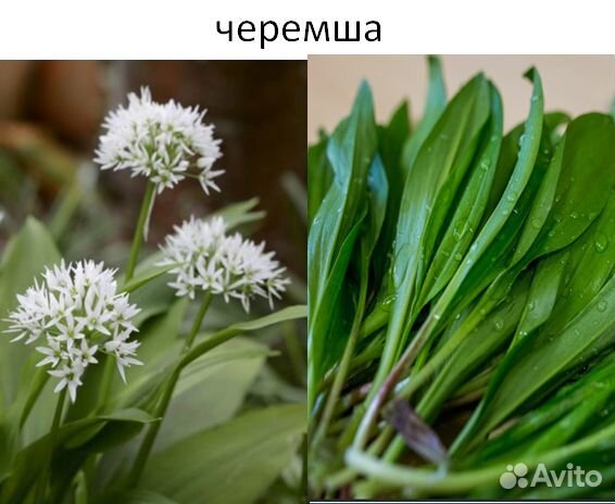 Луки многолетние