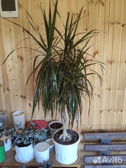 Спатифиллум, Аглаонема,Драцена, Сансевиерия