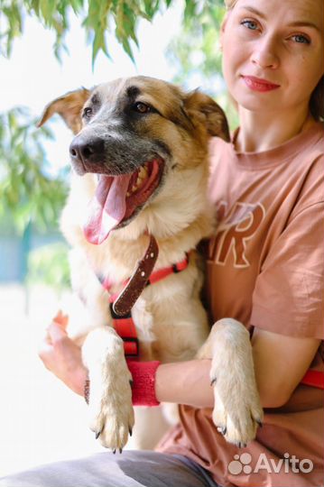 Собака в дар