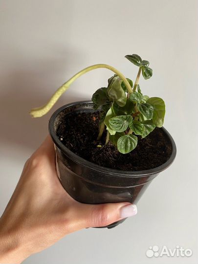 Комнатные растения цветы Пеперомия Лилиан