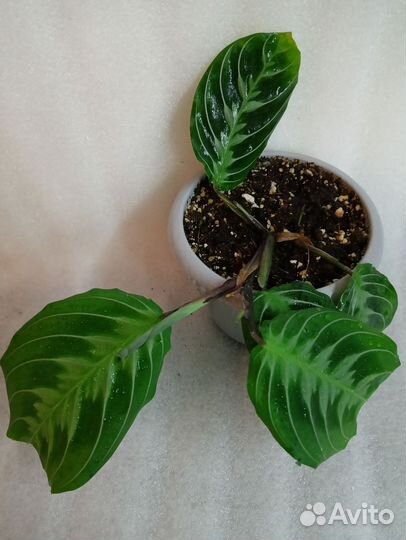 Маранта Cat moustache