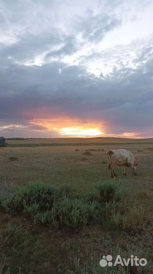 Бычки коровы телятв