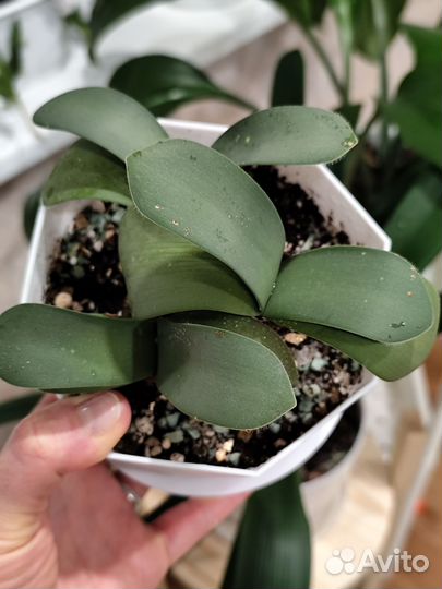 Гемантус белоцветковый