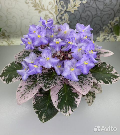 Фиалки мини и полумини