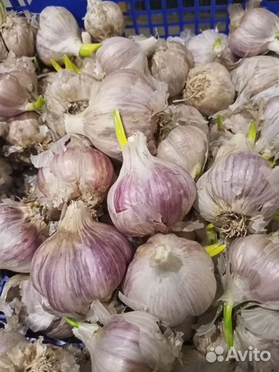 Чеснок на посадку