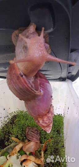 Улитки ахатины большие