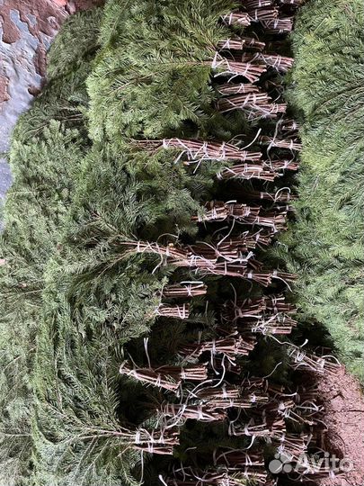 Пихтовые веники