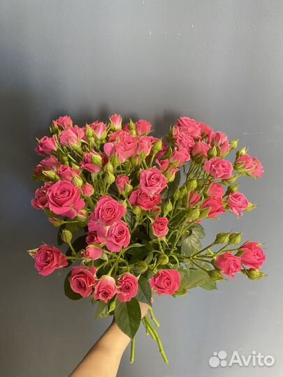 Кустовая роза