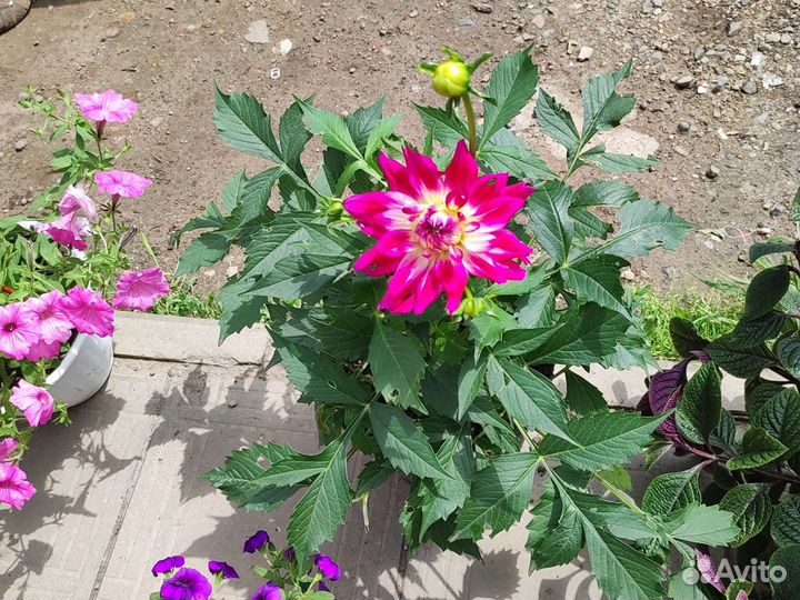 Шоколадница, георгина